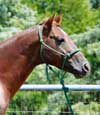 Hazes Smoothie